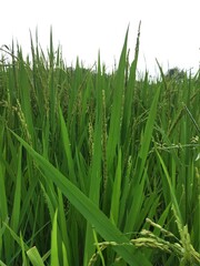 rice that thrives in the dry season