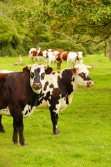 Fototapeta na wymiar Animal ferme vache 456