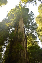 Hiking and camping in the Redwoods National Park among the old giant Sequoia trees in Northern California, USA