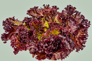 Purple lettuce. Purple lettuce leaves isolated on white background in front view