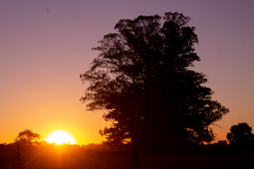 Fototapeta na wymiar sunset in the park with tree silhouette