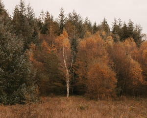 Autumnal Forest Photography with a white silver birch tree standing out against the autumnal colours of the forest.  Photographed in Gisburn Forest in Lancashire.