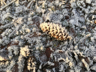Covered with frost. On the beginning of the winter the ground and everything else is covered with ice crystals.