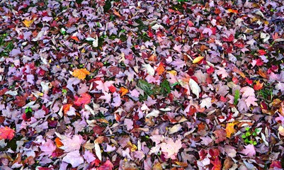 Colorful maple foliage fallen on the ground in fall