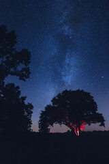 Milky Way over an old oak tree © Piotr
