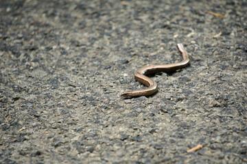 Orvet , reptile inoffensif .