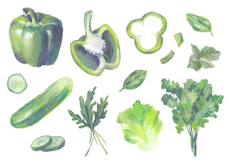 Set of green vegetables and herbs gouache on a white background. Pepper, cucumber, spinach, basil, parsley, arugula. Healthy eating concept. Illustration drawn by hand. Isolated.