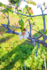 White flower on branch in garden