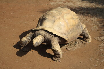 Photo Taken in Lion and Rhino Reserve, Krugersdorp