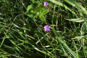 flower in the grass