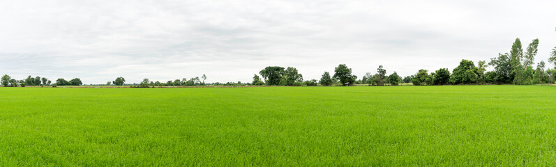 Green grass with tree and blue sky 