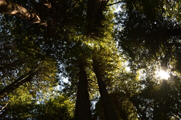 Obraz premium Hiking and camping on the Lost Coast among the Redwood (Sequoia) trees in Northern California, USA