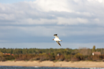 A seagull flying against a blue sky in summer .