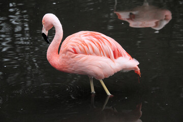 A close up of a Flamingo in the water