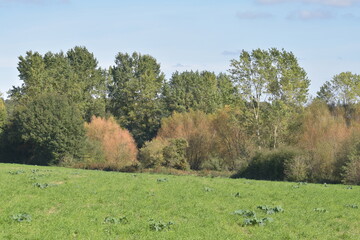 landscape with autumn trees