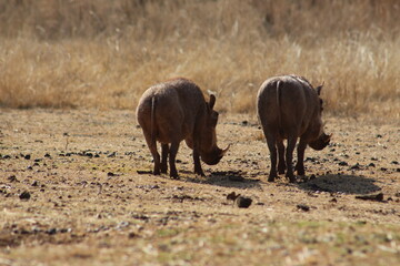 Fototapeta premium Photo Taken in Lion and Rhino Reserve, Krugersdorp