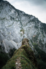 Lonely tree hidden in hills