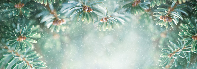 Beautiful green fir tree branches close up. Christmas and winter concept. Soft focus, macro.
