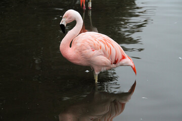 A close up of a Flamingo in the water
