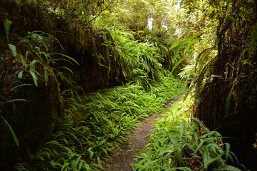 Hiking and camping on the Lost Coast among the Redwood (Sequoia) trees in Northern California, USA
