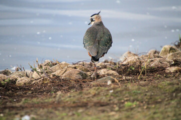A lapwing by the waters edge