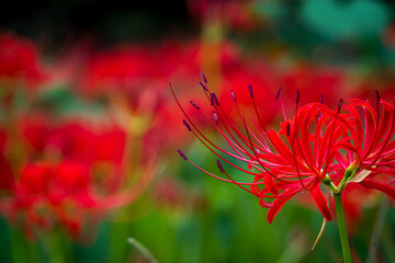 彼岸花のアップ