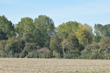 trees in the field