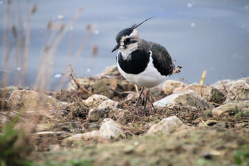 A lapwing by the waters edge
