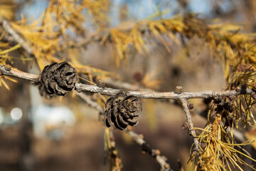 Pine tree and Pine nuts