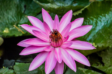 Various views of a lotus flower