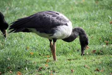 A close up of a Magpie Goose