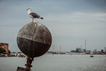 seagull sitting and pooping on pier at sea with blurred industry visible in the background