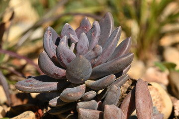 Sedum