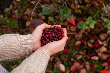 Female hands hold red cranberries on a background of autumn leaves. Harvesting, autumn.	