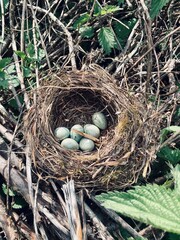 Bird's nest in the Bush