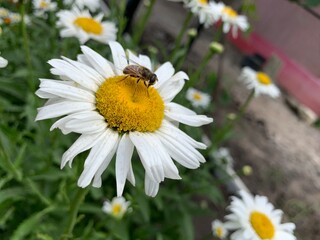 Obraz premium bee on camomile