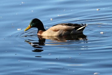 A Mallard Duck on the water