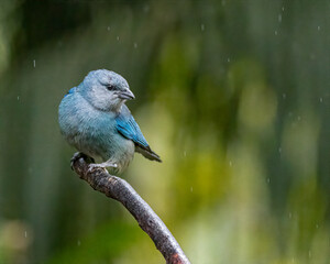 A small bird perched on a dead branch on a rainy morning