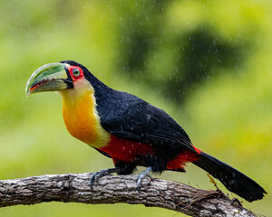 Fototapeta premium A wet toucan perched on a tree branch while the rain falls down