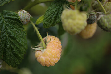 raspberries hanging from the green bush