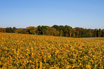 Maturing field of soybeans in the early morning autumn sun. Glycine max commonly known as soybean in North America or soya bean is a species of legume grown for its edible bean. 