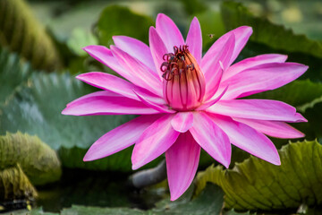 Various views of a lotus flower
