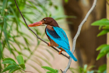 close up of a white throat-ed kingfisher