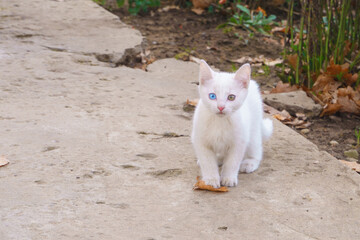 A small white kitten with multi-colored eyes