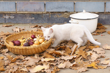 A small white kitten with multi-colored eyes examines a basket of onions