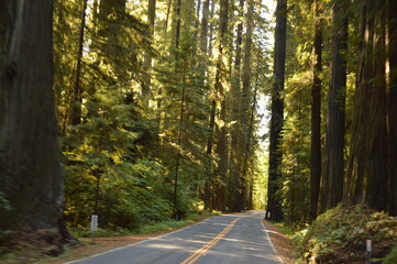 Hiking in the Redwood National Park among the giant old Sequoia trees and ferns in the canyons and forest trails, Northern California, USA