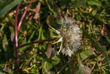 Dandelion. Macro photo. Ripe dandelion in green grass. Ripe dandelion seeds. Green background. White airy dandelion umbrellas.