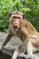 Monkey sitting on the wall with nature background