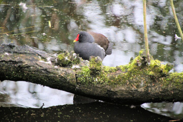 A close up of a Moorhen