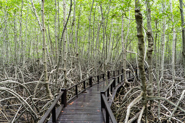 Wooden path in mangrove tropical rain forest